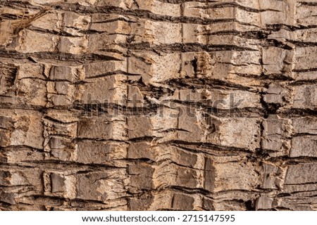 Background of rough, dry tree bark. The texture is deeply furrowed and segmented into geometric, scale-like plates, showing shades of brown and tan under bright sunlight.