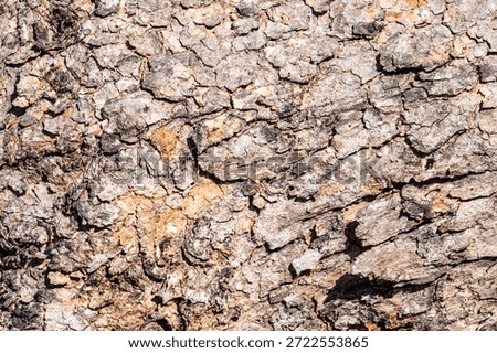 Background of rough, dry tree bark. The texture is deeply furrowed and segmented into geometric, scale-like plates, showing shades of brown and tan under bright sunlight.