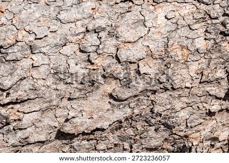 Background of rough, dry tree bark. The texture is deeply furrowed and segmented into geometric, scale-like plates, showing shades of brown and tan under bright sunlight.