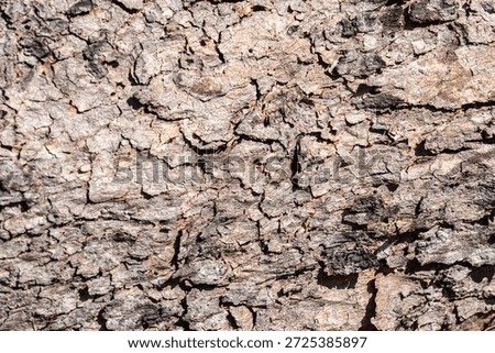 Background of rough, dry tree bark. The texture is deeply furrowed and segmented into geometric, scale-like plates, showing shades of brown and tan under bright sunlight.