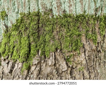 Background of rough tree bark covered with bright green moss, pale lichen and vertical cracks. Nature textured backdrop. Close-up