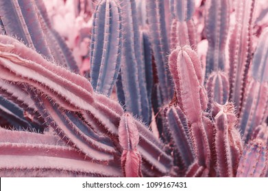 Background With Saguaro Cactus. Toned Image. Desert Plants