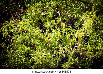 Background With Salix Matsudana (Chinese Willow).