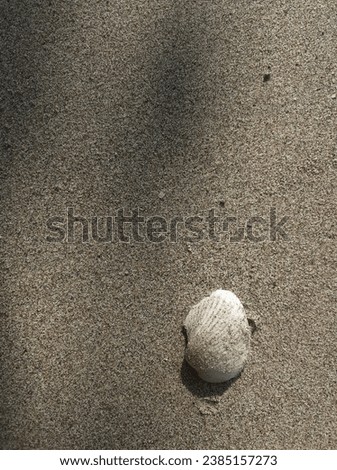 Background of sand, shell, clear and beauty