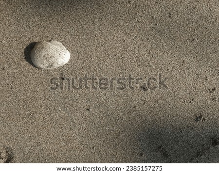 Background of sand, shell, clear and beauty