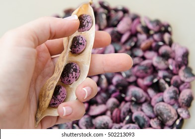 Background Of Scarlet Runner Beans On Hands.