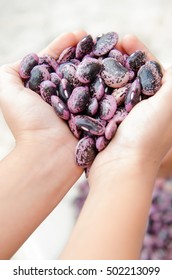 Background Of Scarlet Runner Beans On Hands.