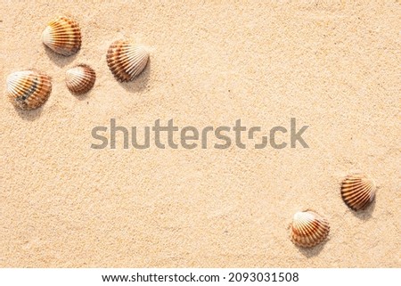 Background sea sand grains, fine beach sand and shells.
