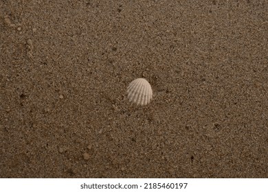 
Background Of Seashells Sinking On The Beach Sand