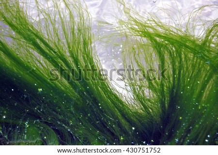 Background of seaweed floating in water 