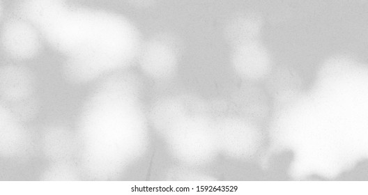 Background Shadow And Nature Shadows.Gray Shadows Trees Leaf On White Wall. Abstract Shadows Nature Concept Blurred Background.White And Black.Texture Shadows
