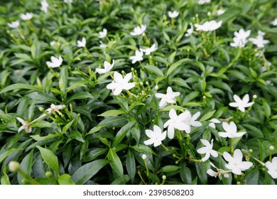 background of small green leaves with few beautiful white flowers. Fresh Jasminum grandiflorum in the garden