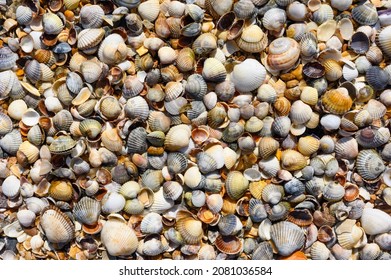 Background from small seashells. There are many small seashells on the shores of the Sea of ​​Azov.