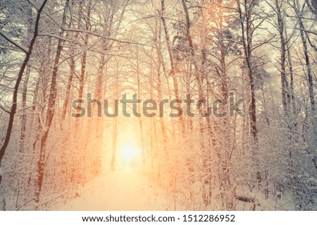 Foto Bild Wintersonne Natur