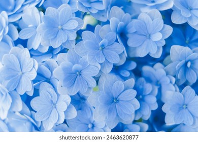 Background of soft blue petals of Hydrangea macrophylla or Hydrangea close-up. Shallow depth of field for soft dreamy feel.