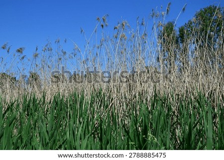 a background with soft grases