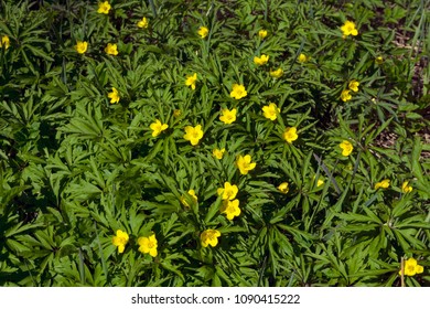 background - a solid carpet of buttercups, illuminated by the sun 