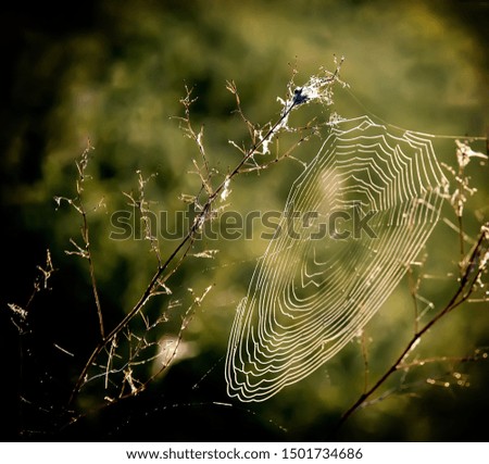 Similar – Image, Stock Photo silent green Environment