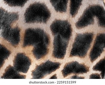 background of the Spots on the fur of a giraffe, in inverted colors
