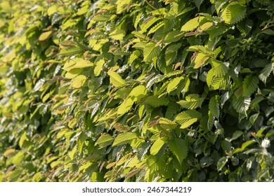 Background of a spring beech bush with young bright green leaves. High quality photo