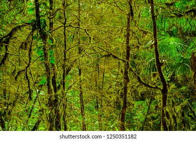 52 Tropical and subtropical moist broadleaf forests Stock Photos