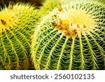 Background succulent plant with spines. Green thorn succulent. Cactus thorn pattern. Agave cactus background. Cactus or Cacti Plants. Cactus plants.