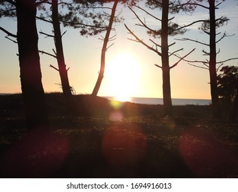 Background sunset in the forest 
