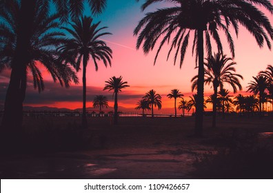Background sunset with silhouette palm trees