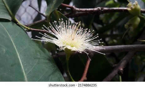 Background Syzygium Aqueum Or Myrtaceae