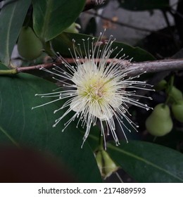 Background Of Syzygium Aqueum Or Myrtaceae