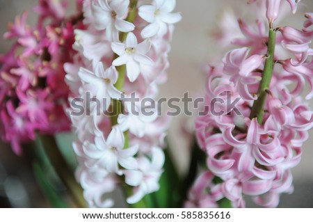 Background of tender pink flowers hyacinths closeup. Spring theme