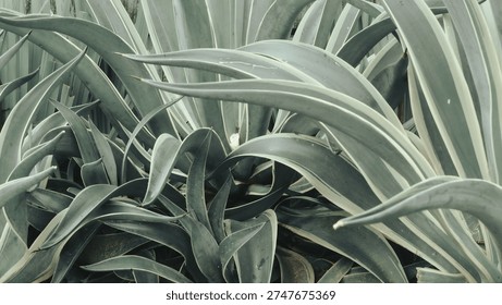 Background texture of algae plant with soft green color