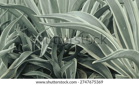 Background texture of algae plant with soft green color
