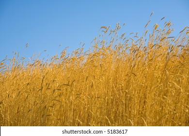 Background Or Texture: Amber Waves Of Grain