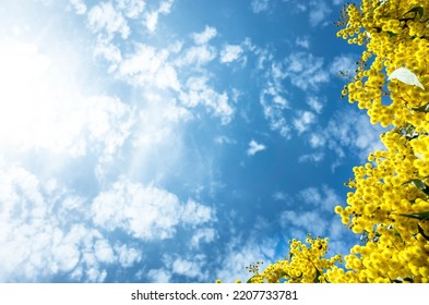Background texture of Australian native plant golden wattle Acacia pycnantha blooming against bright blue sky. Copy space for text. The blossoms inspired Australia’s national colours.