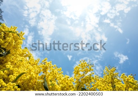 Background texture of Australian native plant golden wattle Acacia pycnantha blooming against bright blue sky. Copy space for text. The blossoms inspired Australia’s national colours.