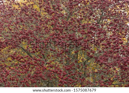 Background or Texture of the Autumn or Fall Red Berries of the Broad Leaved Cockspur Thorn Tree (Crataegus persimilis 'Prunifolia') in a Park in Rural Devon, England, UK