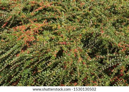 Background or Texture of the Autumn Red Berries and Green Leaves of the Dwarf Cotoneaster horizontalis (Rock or Wall Spray) in a Garden in Rural Devon, England, UK