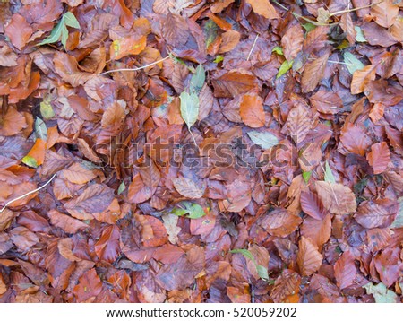 Background or Texture of Beech Tree Leaves (Fagus) on the Ground in Autumn in the Ancient Woodland of Eggesford Forest in Rural Devon, England, UK