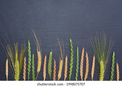 Background And Texture Of A Black Slate Of Slate, On Which In The Foreground At The Lower Edge, Various Individual Ears Of Cereal In Varying Degrees Of Ripeness Are Lined Up