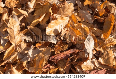 Background or Texture of Brown Autumn Leaves in Rural Devon, England, UK.