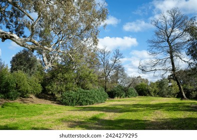 Background texture of clean and well-maintained grass lawn with a variety of trees in the background against beautiful sky. Vacant ground or empty unpowered campsite in a park. Copy space with no one.