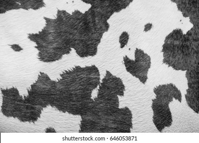 Background Of Texture Cow Hide In Black And White