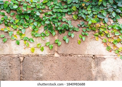 Background Texture Creeping Fig Climbing Fig Stock Photo 1840983688 ...