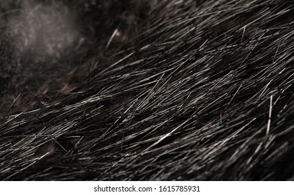 524 Beaver fur texture Stock Photos, Images & Photography | Shutterstock