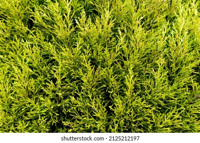 Background texture of dense green leylandii cypress branches