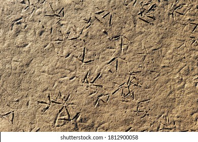 background and texture of dirty soil with prints of bird feet.