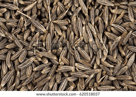 Background Texture of Dried Cumin Seeds Also Know as Caraway, jira or jeera Its seeds are used in the cuisines of many different cultures 