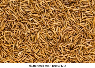 Background texture of dried mealworms, the larvae of the darkling beetle, providing a delicious high protein snack for birds, animals and humans