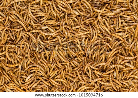 Background texture of dried mealworms, the larvae of the darkling beetle, providing a delicious high protein snack for birds, animals and humans